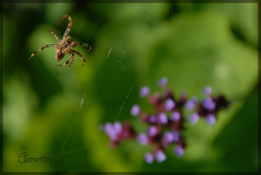 Spider Insect Deviantart Spider by Clementine-pictures on DeviantArt
