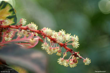 Tranquil Blossoms