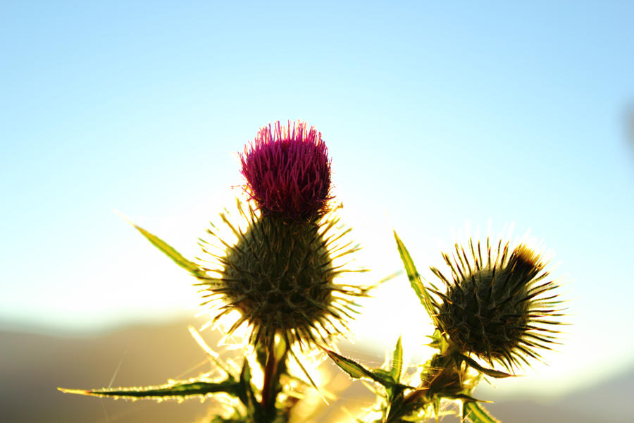 Thistle III