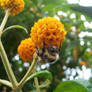 Bee hiding from the rain