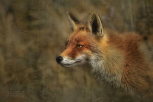 Golden Fox