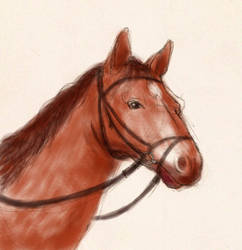 Horse sketch