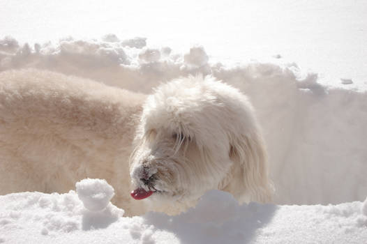 Snow Angel