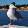 Seagull III