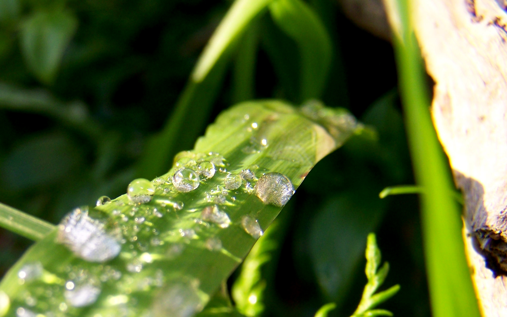 Afternoon dew 1