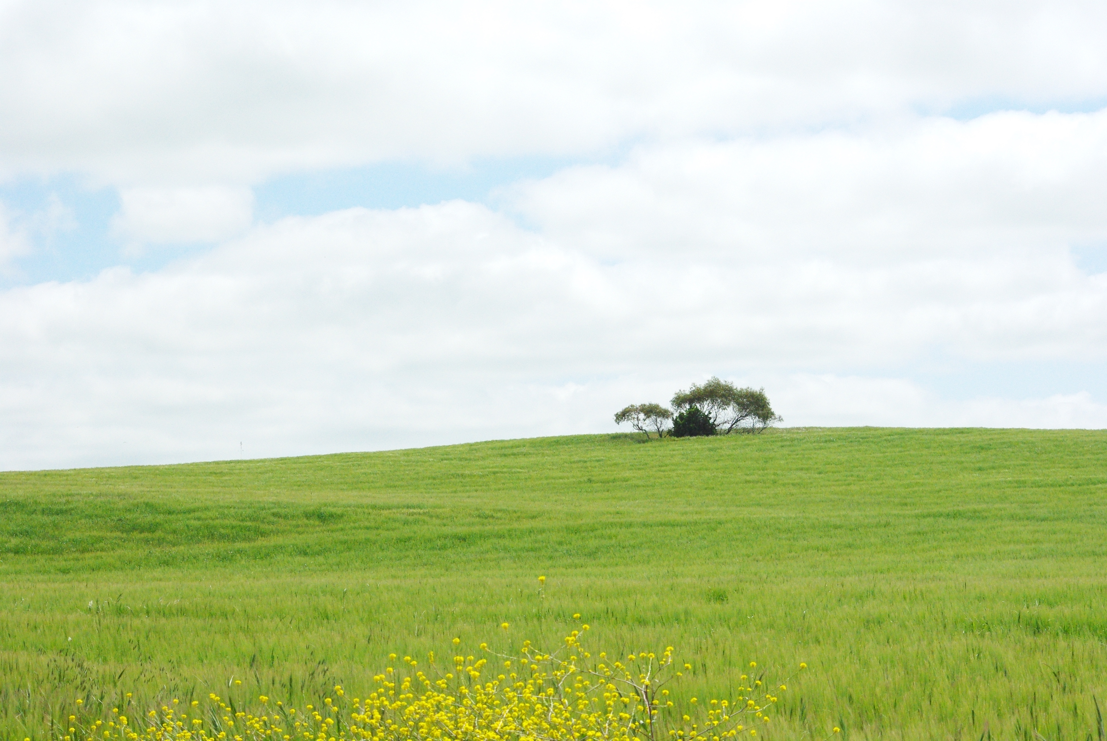 The Meadow