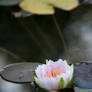 Water lilly