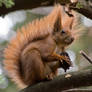 Dendrometric squirrel