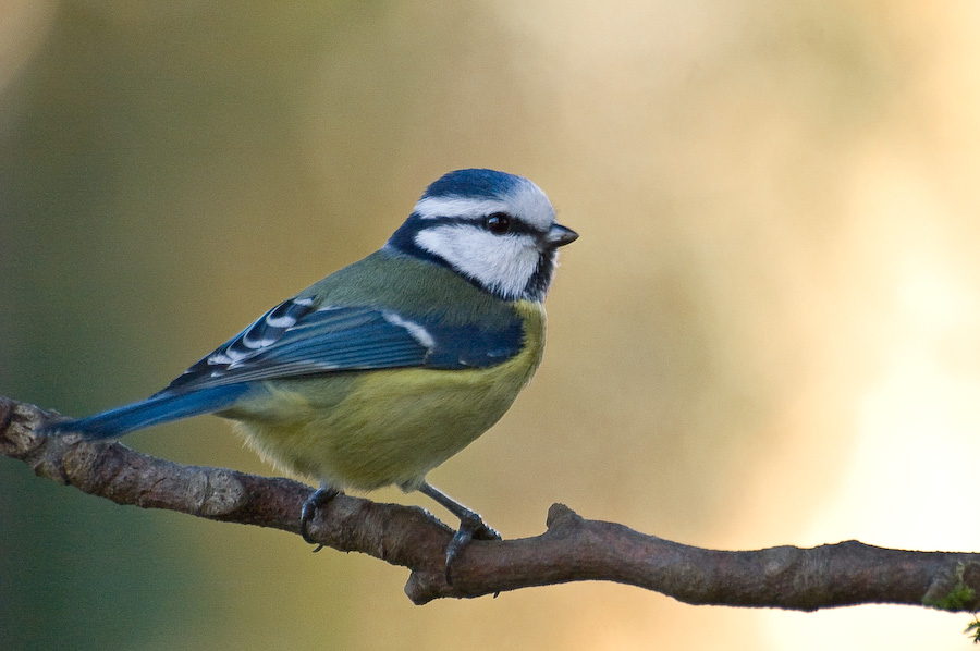 Blue tit 3