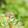 Fungi with moss
