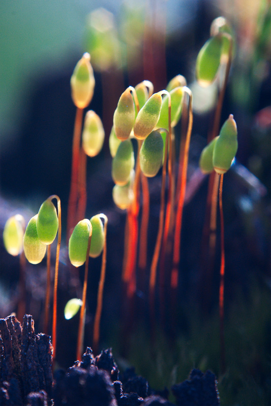 Backlit moss