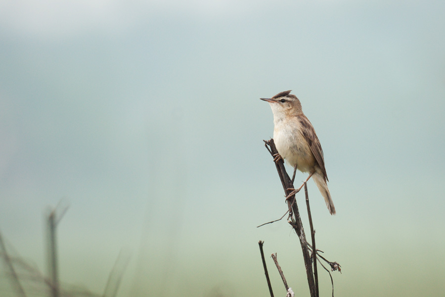 Sedge warbler