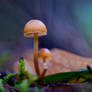Mushroom and a leaf