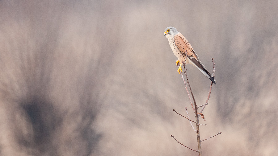 Male kestrel