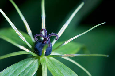 Paris quadrifolia