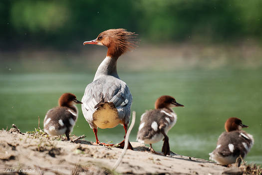 Goosander