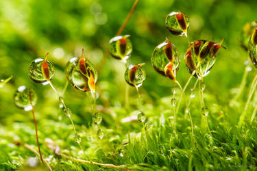 Droplets