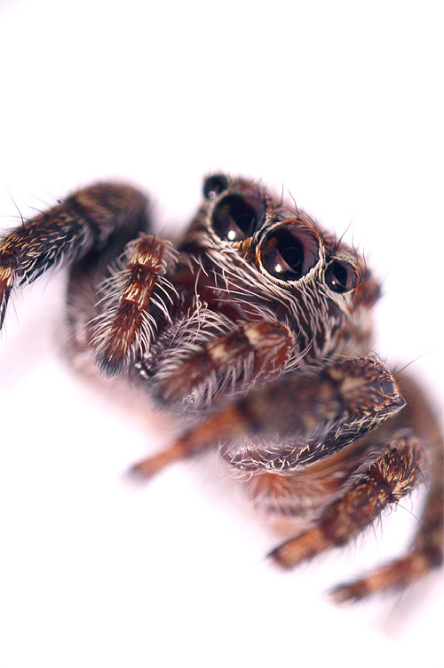 Jumping Spider series 5