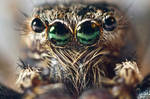 Jumping Spider series 7 maxmag by Dunadan-from-Bag-End