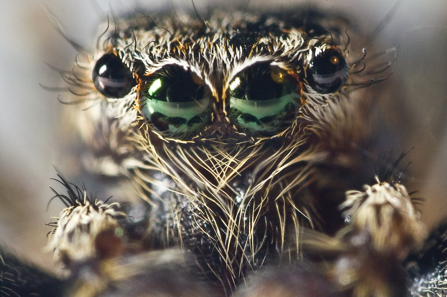 Jumping Spider series 7 maxmag