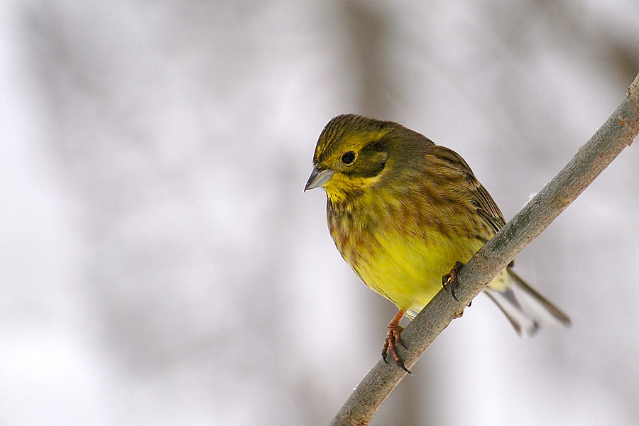 Yellowhammer 2