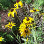 Yellow Daisies