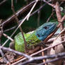 Schreiber's Green Lizard