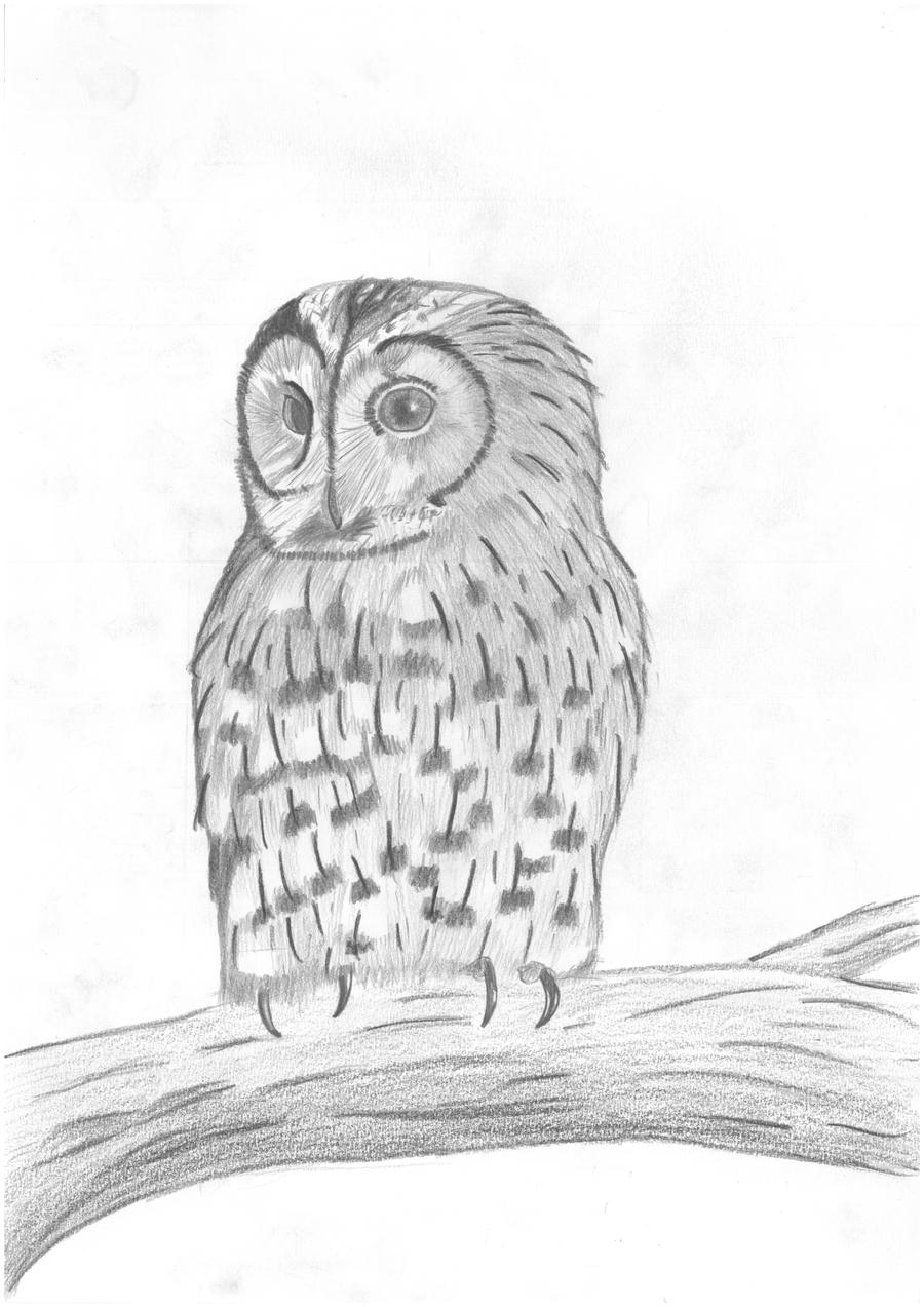 Tawny Owl