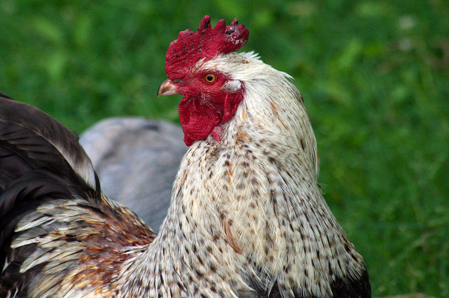 Snuff the Rooster by CitrusGraphix on DeviantArt