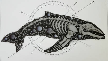 skeleton whale 