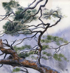 Pine tree study 2