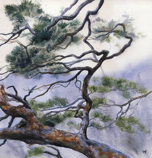 Pine tree study 2