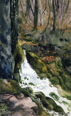 Forest stream