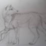 faukland island wolf