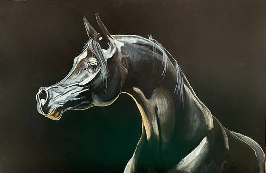 Arabian Horse portrait