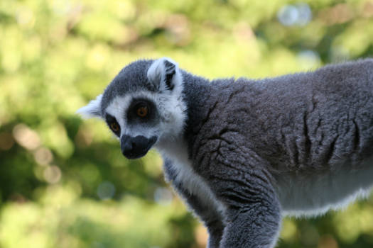 lemur