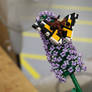 Painted lady (Vanessa cardui)