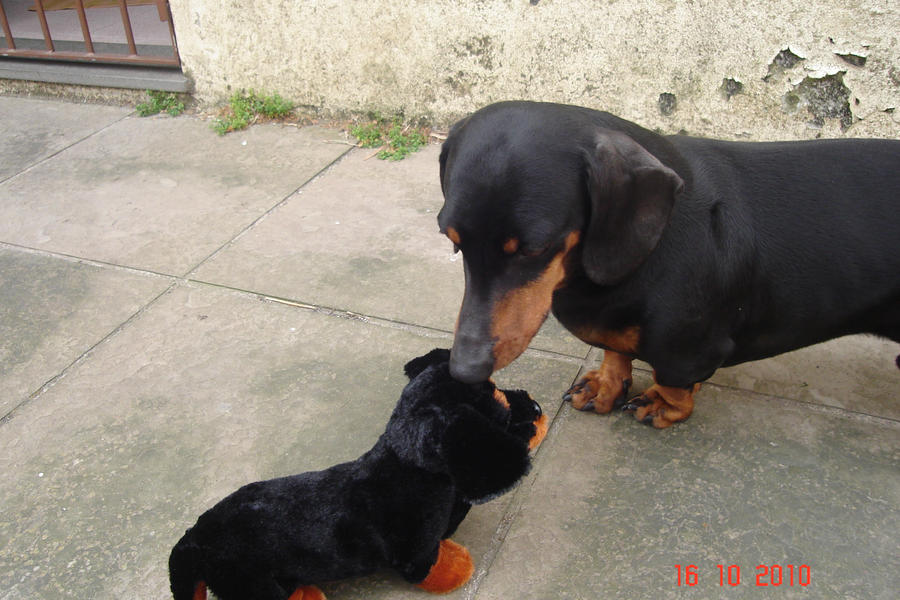 Lik my dog and Lik my Plush xD