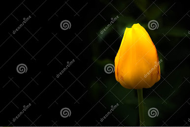 Yellow tulip