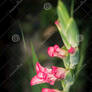 Gladiolus Flowers