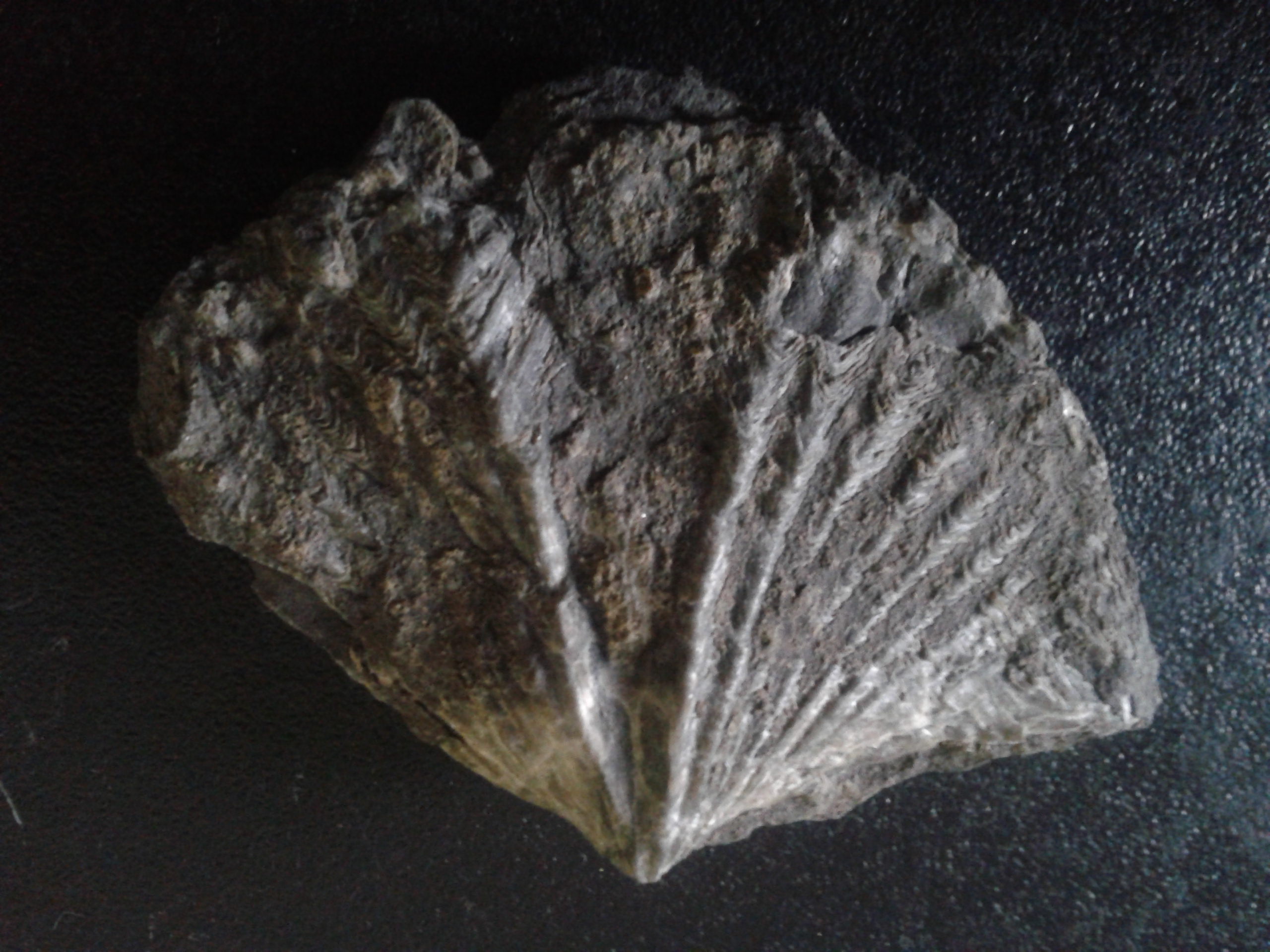 Fragile Shell fragile shell by jainism1492 on DeviantArt