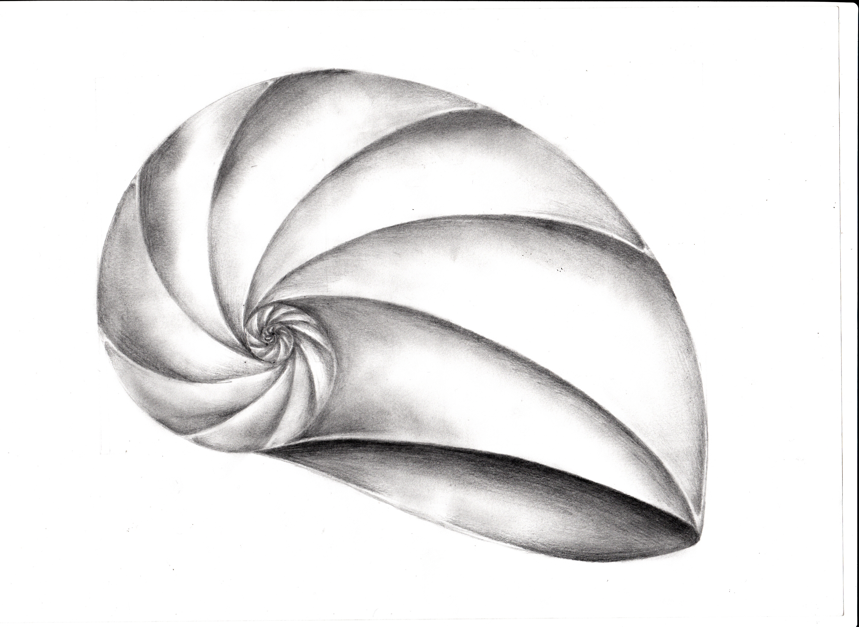 Golden Spiral Shell by jainism1492 on DeviantArt