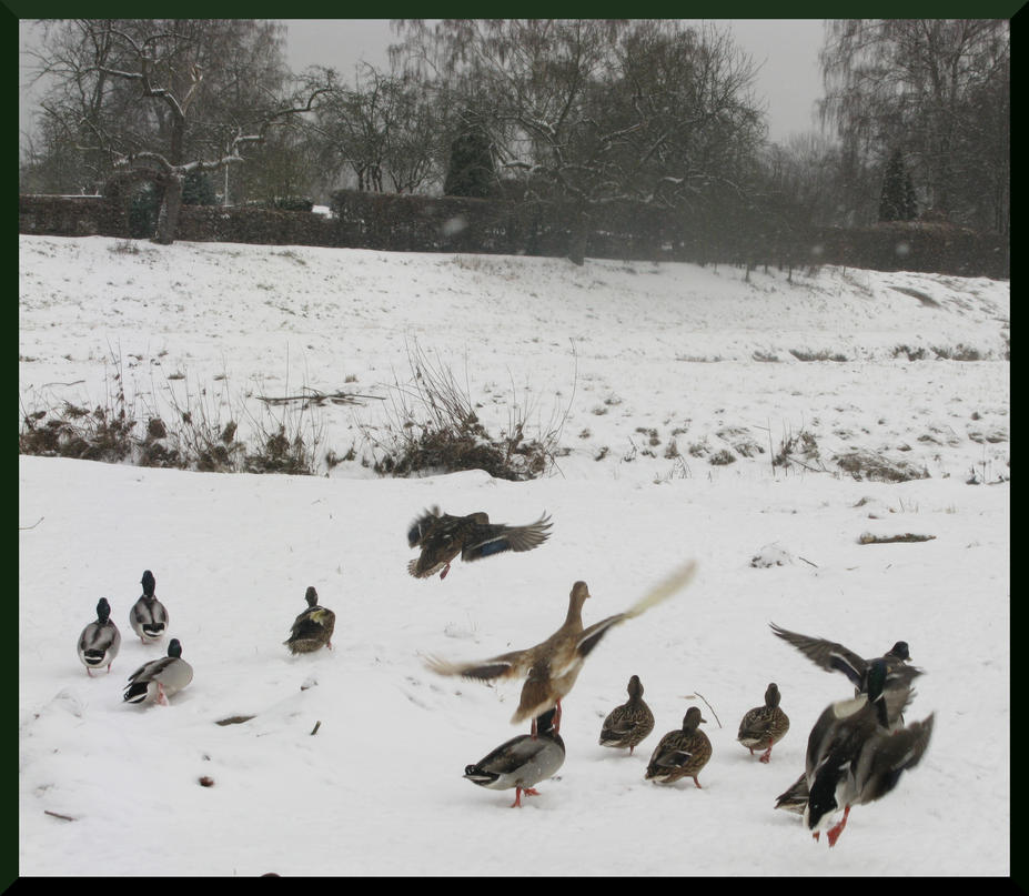 Scared Ducks by drakiross on DeviantArt