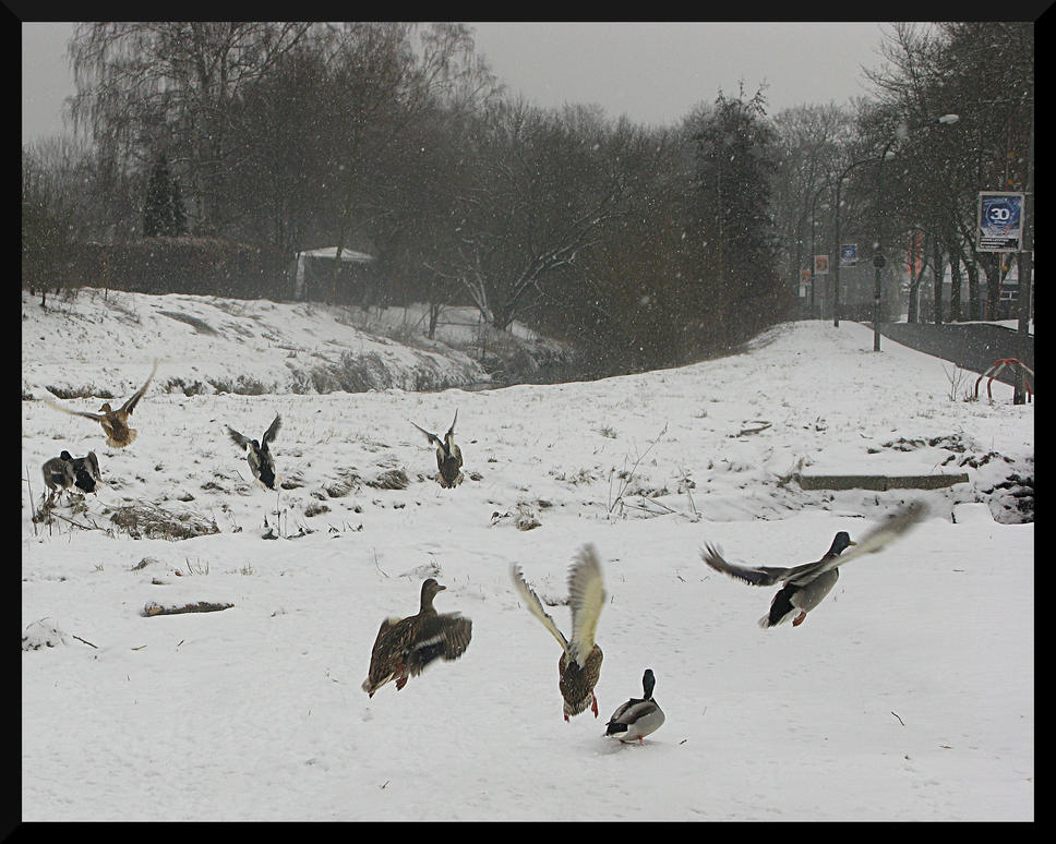 Scared Ducks 2 by drakiross on DeviantArt