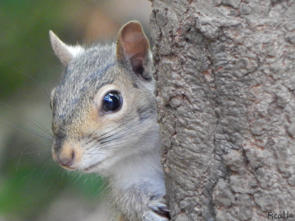 Photography: Peek-a-boo!