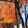 Photography: Fall Fever