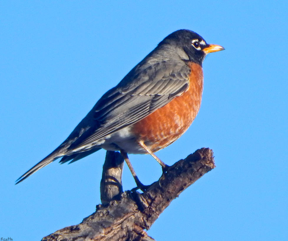 Rockin Robin by Ficatta on DeviantArt
