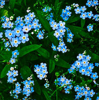 Friendly Forget-Me-Nots