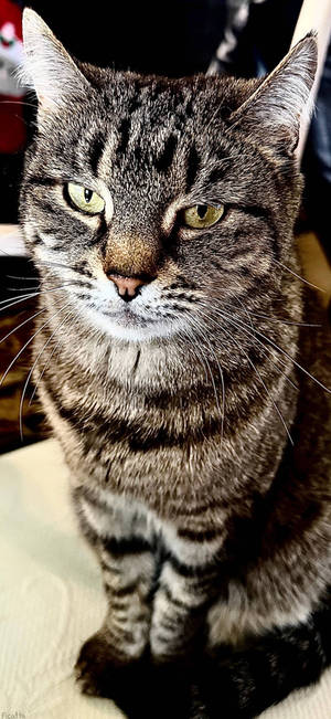 Maxie