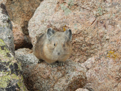 Pika